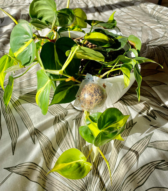 Plant Root Growing Ball (8 cm diameter)